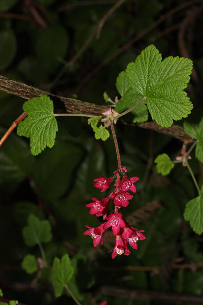 Soubor:Ribes sanguineum 5409.JPG