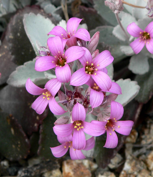 Soubor:Kalanchoe pumila 3.jpg