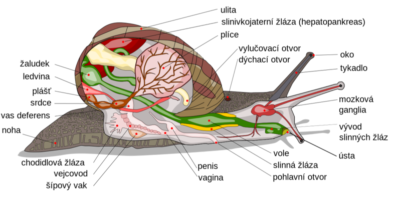 Soubor:Snail diagram cs.png