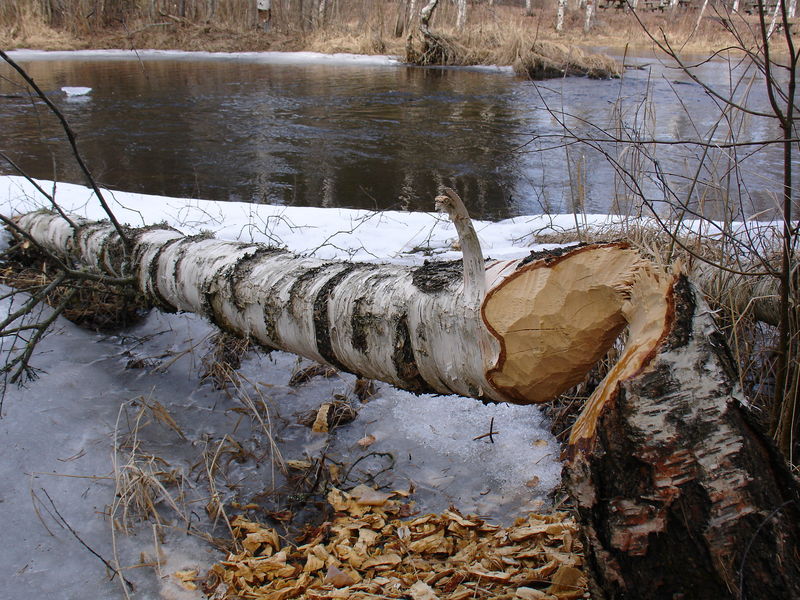 Soubor:Tree destroying by beaver.jpg