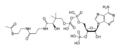 Acetyl-CoA-2D.png