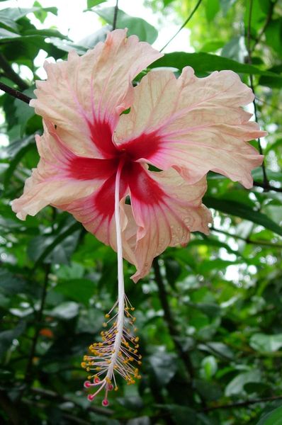 Soubor:Hibiscus flower.jpg