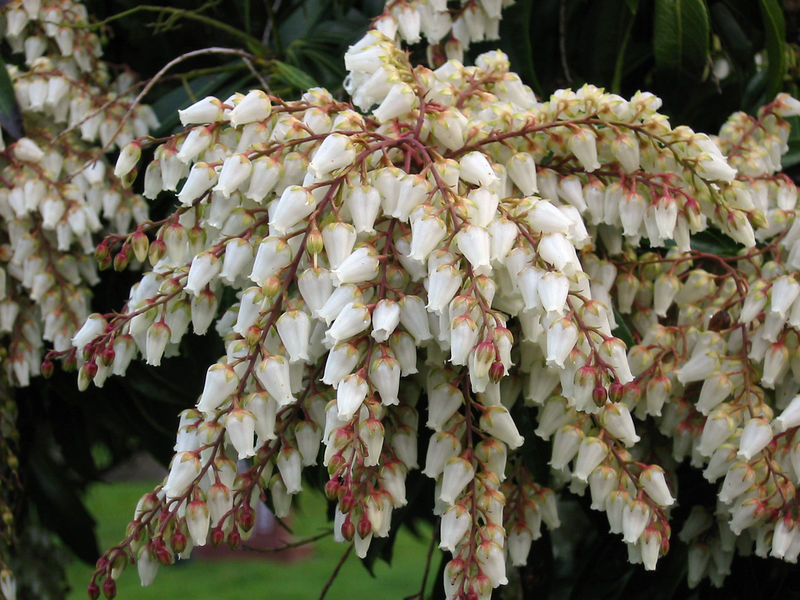 Soubor:Pieris cultivar.jpg