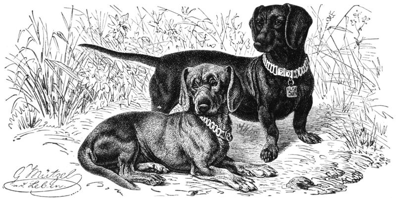 Soubor:Dachshund-drawing.jpg