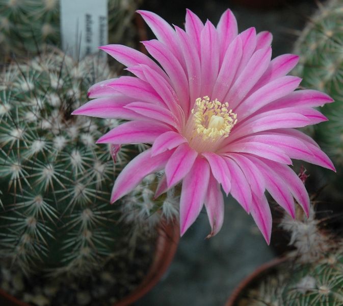 Soubor:Echinocereus adustus ssp. roemerianus.jpg