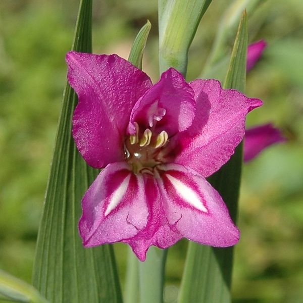 Soubor:Gladiolus imbricatus1002.jpg