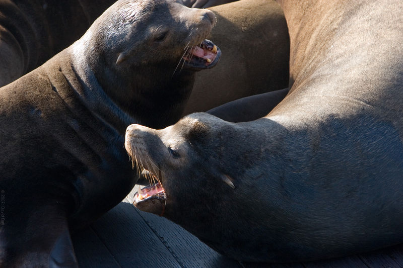 Soubor:Calif-sealion-detail.jpg