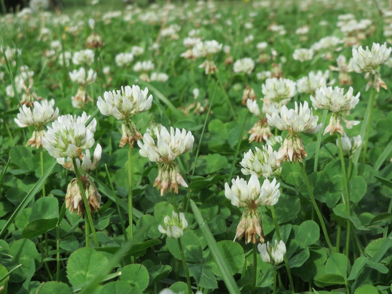 Soubor:20160822Trifolium repens2.jpg