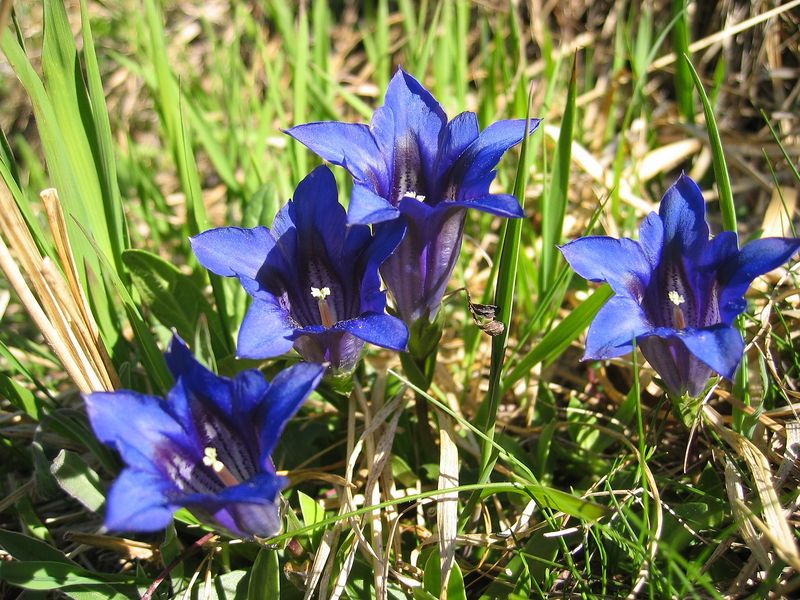 Soubor:Gentiana clusii02.jpg