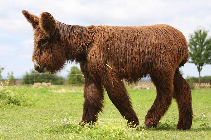 Soubor:Poitou-female-one-year-old.jpg