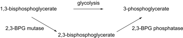 Bisphosphoglycerate metabolism.png