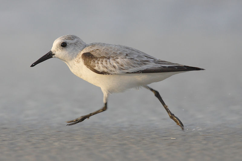 Soubor:Calidris-alba-001.jpg