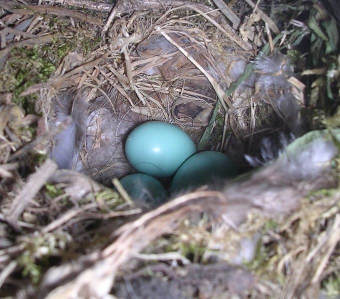 Soubor:Phoenicurus phoenicurus eggs.jpg