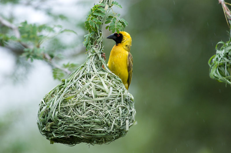 Soubor:Southern Masked Weaver.jpg