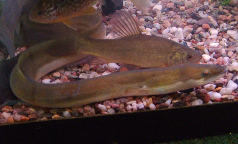 Soubor:European eel in aquarium.JPG