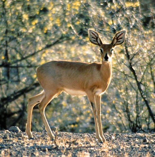 Soubor:Steenbok Namibia.jpg