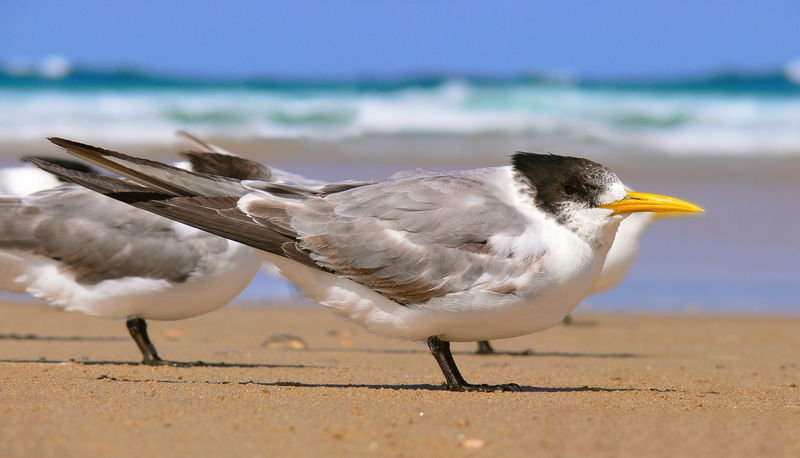 Soubor:Crested tern444.jpg