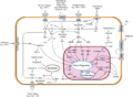 Signal transduction v1.png