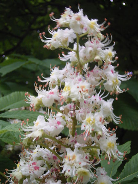 Soubor:Aesculus hippocastanum bloemenhoofd1.jpg