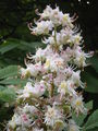 Aesculus hippocastanum bloemenhoofd1.jpg