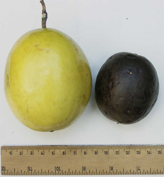 Soubor:Passionfruit comparison.jpg