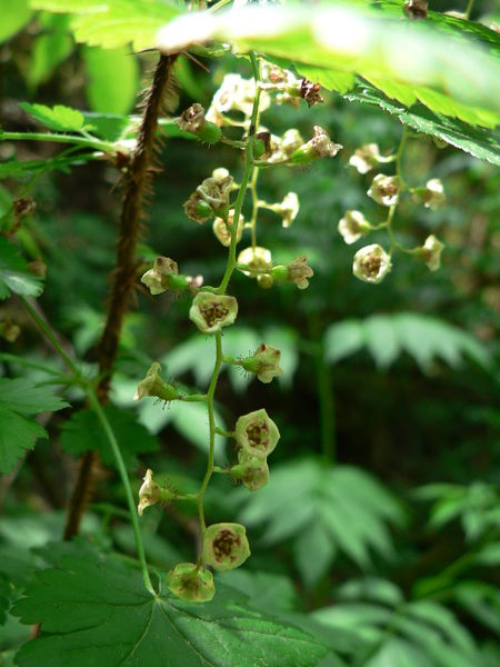 Soubor:Ribes lacustre 10474.JPG