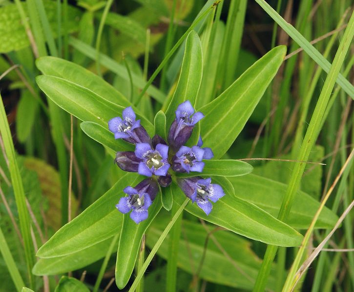 Soubor:Gentiana cruciata 030705c.jpg