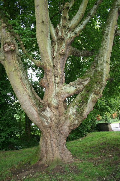 Soubor:Acer platanoides 2JPG.JPG