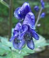 Aconitum napellus 02.jpg