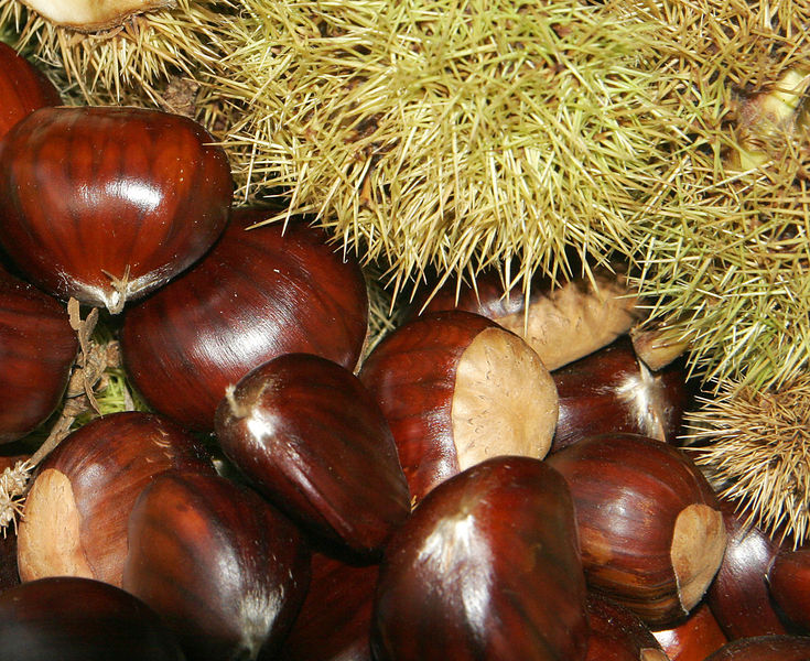 Soubor:Chestnuts02.jpg