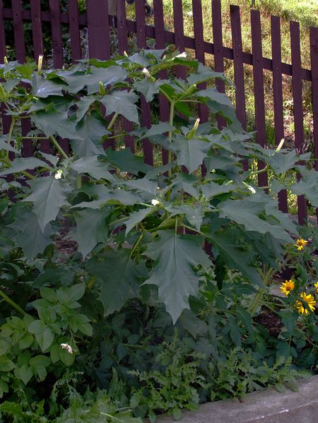 Soubor:Datura stramonium celek.jpg