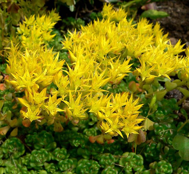 Soubor:Sedum oreganum 1.jpg