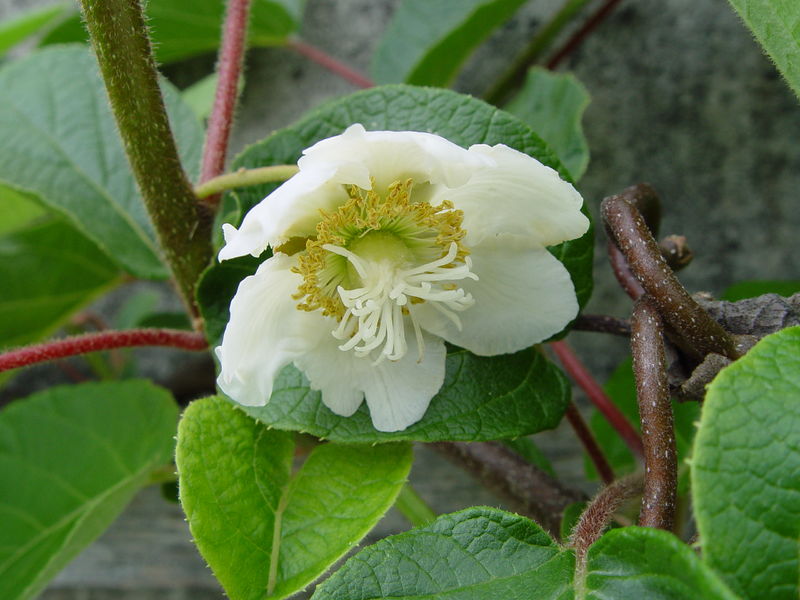 Soubor:Kiwi-Flower, male.jpg