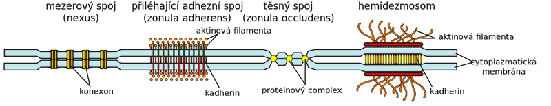 Soubor:Cell junction simplified cs.png