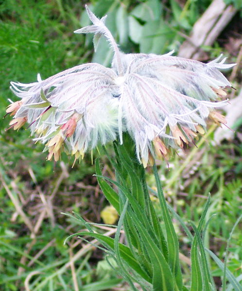 Soubor:Rindera umbellata.jpg