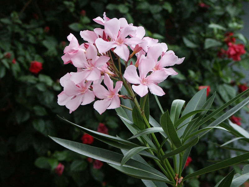 Soubor:20080311 Nerium Oleander Flowers.jpg