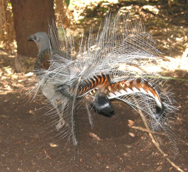 Soubor:Lyrebird.jpg