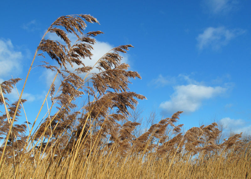 Soubor:Phragmites East Boldon.jpg