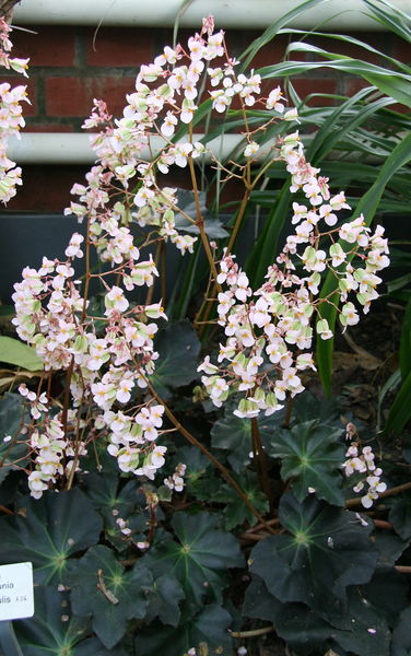 Soubor:Begonia rhizocaulis Plant.jpg