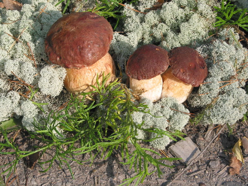 Soubor:Three Boletus edulis.jpg