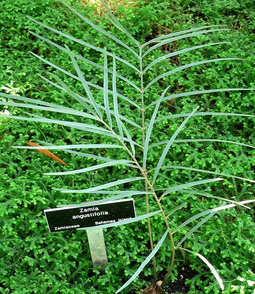 Soubor:Zamia angustifolia 1.jpg