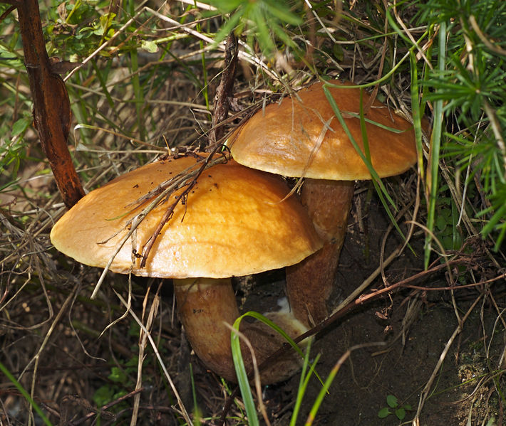 Soubor:Suillus grevillei LC0109.jpg