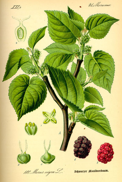 Soubor:Illustration Morus nigra0.jpg