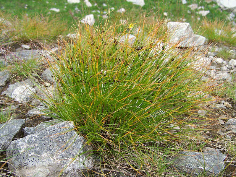 Soubor:Juncus trifidus a5.jpg