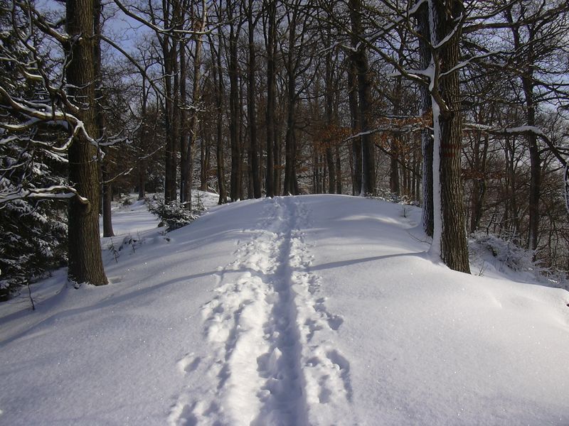 Soubor:Kuchyňka nature reserve (Brdy).jpg