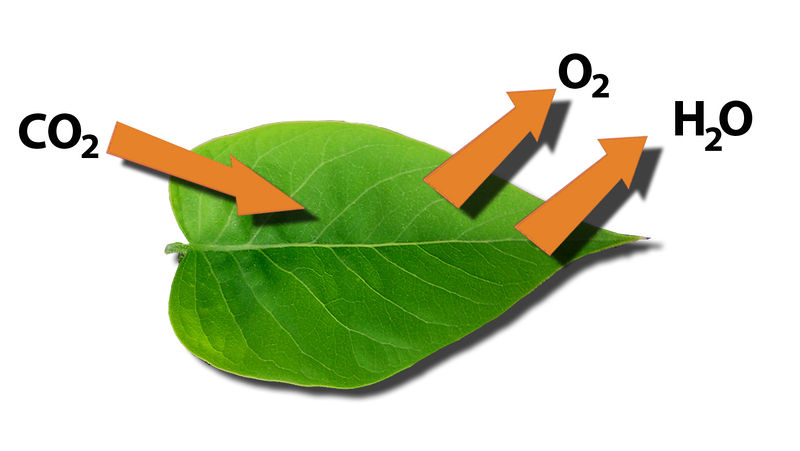 Soubor:Leaf function.jpg