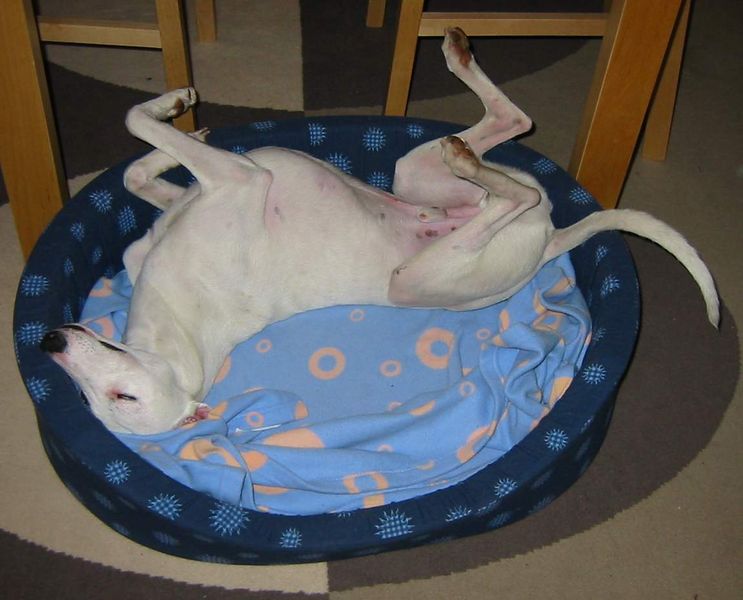 Soubor:Whippet sleeping.jpg