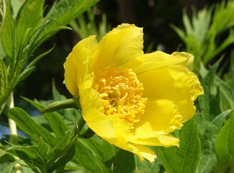 Soubor:Paeonia lutea ludlowii 240506.jpg