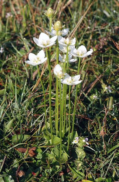 Soubor:Parnassia palustris 030905.jpg