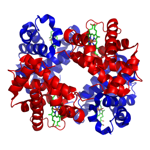 Soubor:1GZX Haemoglobin.png